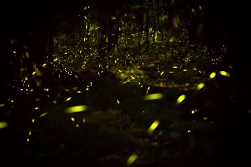 A dark forest scene illuminated by glowing fireflies, creating a magical, twinkling effect in the night.