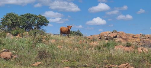 A brown cow stands on a grassy hill with rocks and a blue sky dotted with clouds in the background.