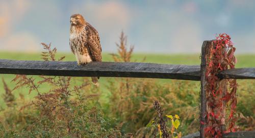 A hawk perched on a wooden fence, surrounded by greenery and autumn foliage in the background.
