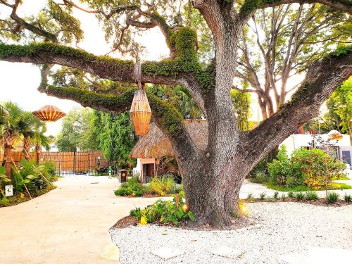 A large, moss-covered tree with hanging lanterns in a landscaped garden setting.