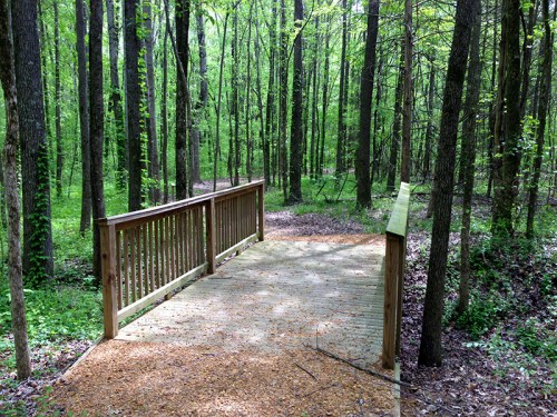 A wooden bridge in a lush green forest, surrounded by tall trees and dappled sunlight.