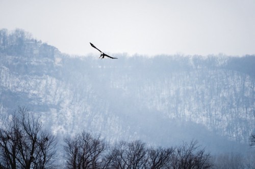 A bird soaring over a snowy landscape with a distant, misty mountain range in the background.