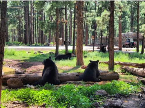 Two bears sit on a log in a forest, surrounded by trees, with more bears visible in the background.