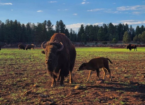 A bison stands in a field with a calf nearby, surrounded by trees and a clear blue sky.