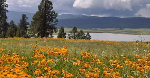 A vibrant field of orange flowers in front of a lake, with mountains and cloudy skies in the background.