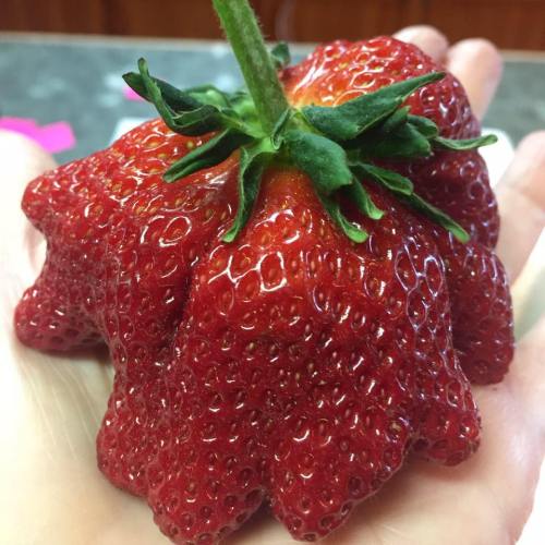 A large, uniquely shaped strawberry held in a hand, showcasing its vibrant red color and green leaves.