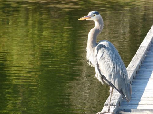 A heron stands on a wooden dock by a calm, reflective body of water, showcasing its elegant posture and feathers.