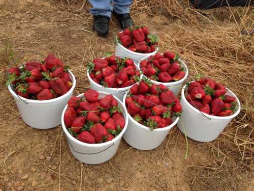 Six white buckets filled with fresh, ripe strawberries, sitting on the ground among dry grass.