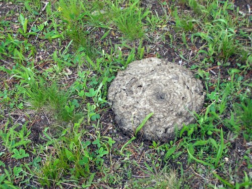 A round, textured mound of soil surrounded by green grass and small plants on the ground.