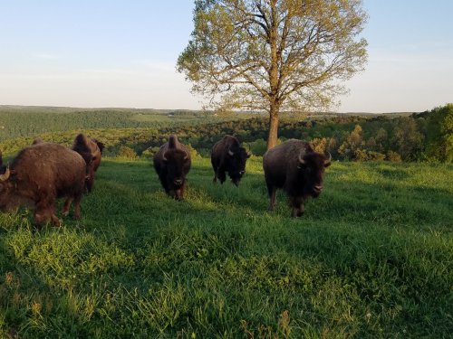 A herd of bison grazes on green grass with a tree and rolling hills in the background under a clear sky.