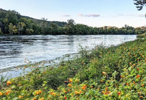 A serene riverbank with vibrant orange flowers and lush greenery, surrounded by trees under a clear blue sky.