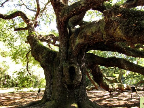 A large, gnarled tree with thick branches and a hollow trunk, surrounded by lush greenery and dappled sunlight.