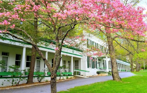 A charming white building with green accents, surrounded by blooming pink trees and a peaceful pathway.