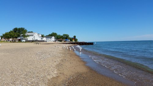 A sandy beach with seagulls, calm water, and a clear blue sky, lined with trees and houses in the background.