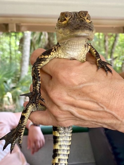 A person holds a small crocodile in their hand, showcasing its textured skin and distinctive features.