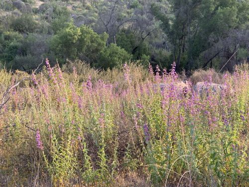 A field of tall, purple wildflowers surrounded by green foliage and trees in a natural landscape.