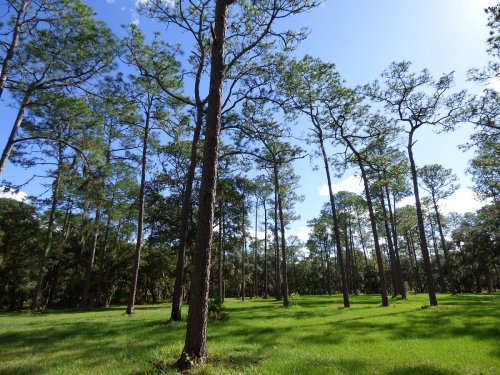 A sunny forest scene with tall pine trees and a lush green grassy area under a clear blue sky.