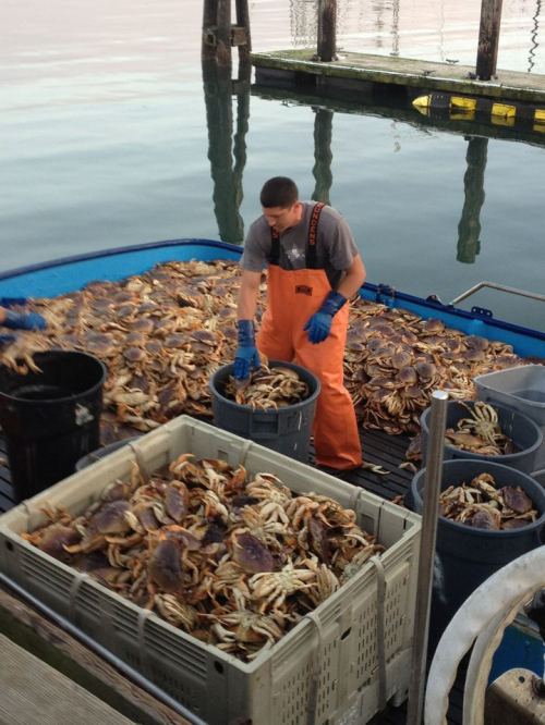 A man in orange overalls sorts crabs on a boat, surrounded by bins filled with crabs and calm water in the background.