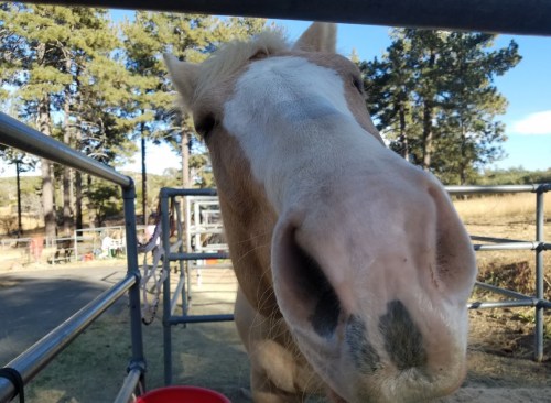 Close-up of a light-colored horse's face, with a blurred background of trees and a fenced area.