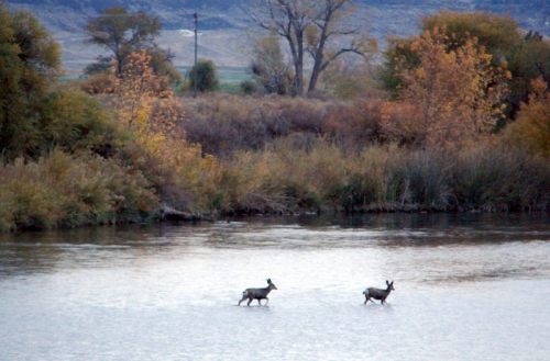 Two deer wade through a calm river surrounded by autumn foliage and trees.