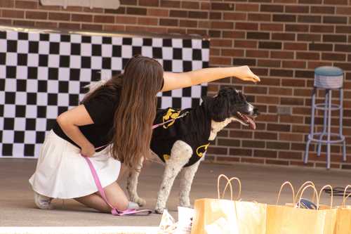 A person in a black shirt and white skirt is training a dog in a Batman costume, with a checkered backdrop.