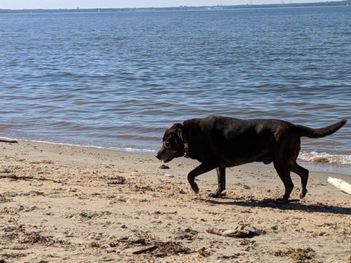 A brown dog walks along a sandy beach by the water, with gentle waves in the background.