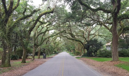 A serene, tree-lined street with lush greenery and a canopy of branches overhead, creating a peaceful atmosphere.