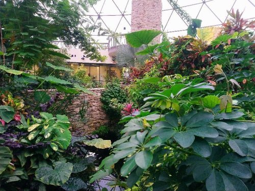 Lush indoor garden with diverse tropical plants and a stone wall, enclosed by a geometric glass dome.
