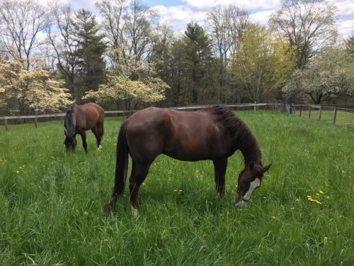 Two brown horses grazing in a lush green field surrounded by trees and blooming flowers.