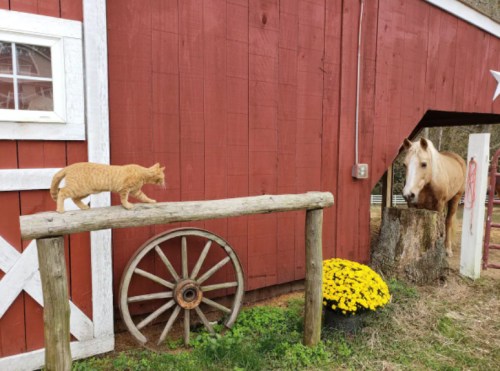 A ginger cat walks on a wooden beam near a red barn, while a horse peeks out from behind a tree stump.