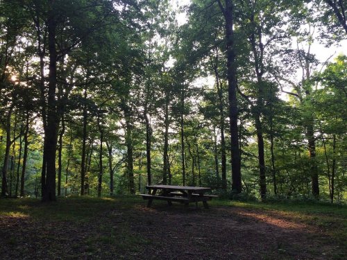 A serene forest scene featuring a picnic table surrounded by tall trees and dappled sunlight filtering through the leaves.