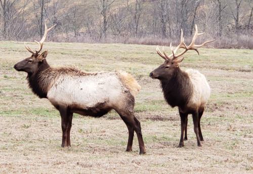 Two elk stand in a grassy field, one with prominent antlers, surrounded by trees in the background.