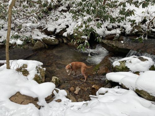 A dog wades in a snowy stream surrounded by rocks and trees, with snow covering the ground and branches.