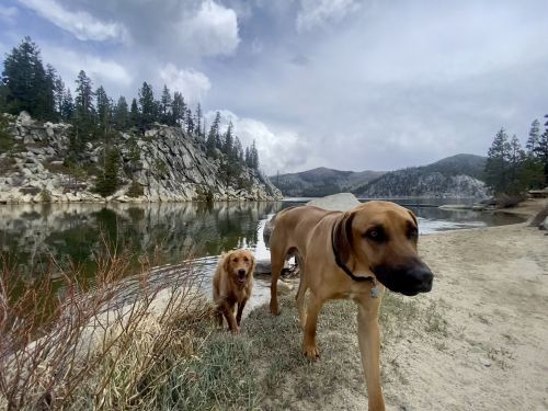 Two dogs walk along a sandy shore by a lake, surrounded by trees and rocky hills under a cloudy sky.