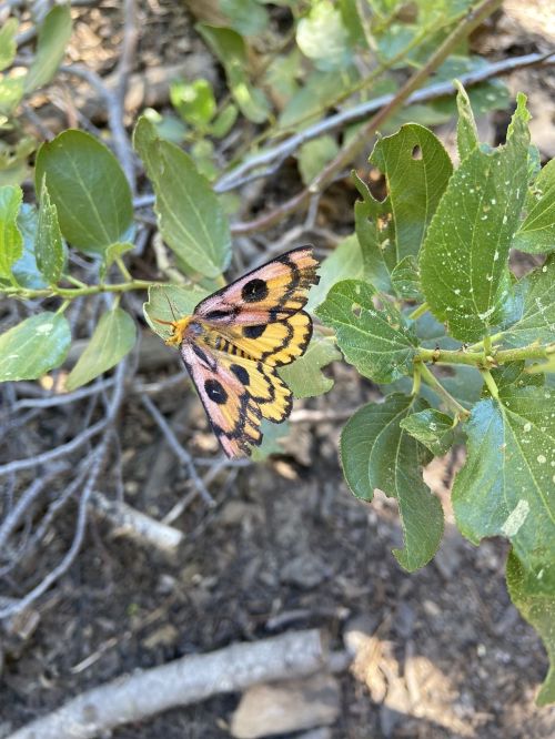 A colorful butterfly with orange and black patterns resting on green leaves in a natural setting.