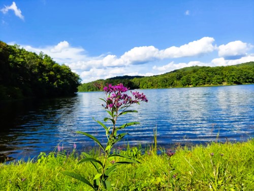 A vibrant purple flower stands by a serene lake, surrounded by lush greenery and a blue sky with fluffy clouds.