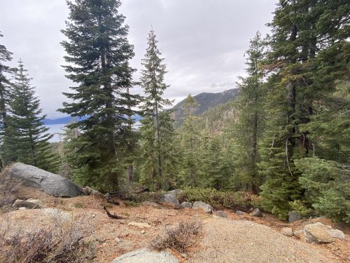 A scenic view of a forested landscape with tall pine trees and rocky terrain, overlooking a distant lake and mountains.