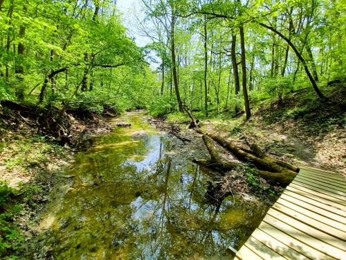 A serene forest scene with a shallow stream reflecting trees, surrounded by lush greenery and a wooden path.