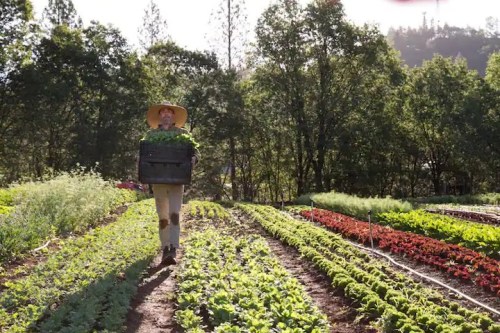 A farmer in a straw hat carries a basket of greens through a vibrant vegetable garden surrounded by trees.