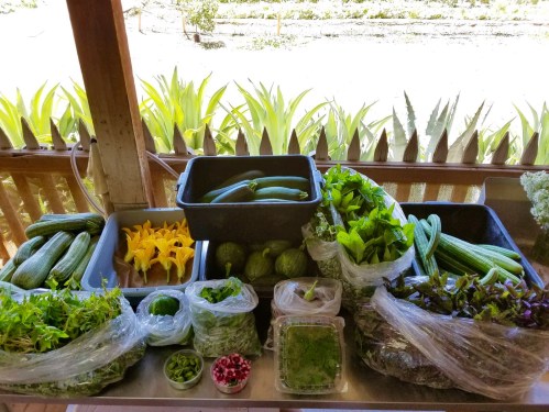 A variety of fresh vegetables and herbs arranged on a table, including cucumbers, avocados, and leafy greens.