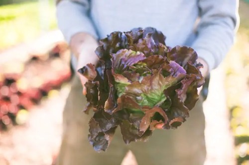 A person holds a large head of red lettuce in a garden setting.