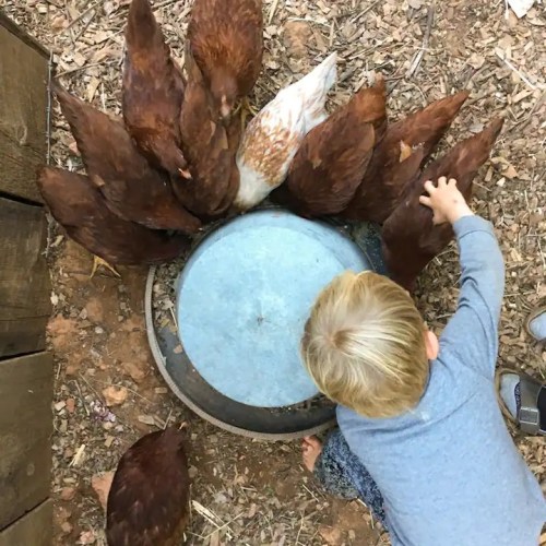 A child reaches towards a group of chickens gathered around a water bowl in a farmyard setting.