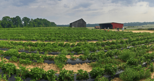 A lush strawberry field with rows of plants, two barns in the background, and people picking strawberries.