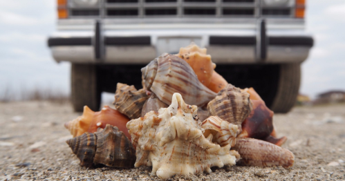 A pile of seashells on sandy ground, with a vintage truck's front bumper blurred in the background.