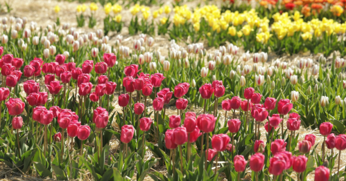 A vibrant field of blooming tulips in shades of pink, white, and yellow, surrounded by green foliage.