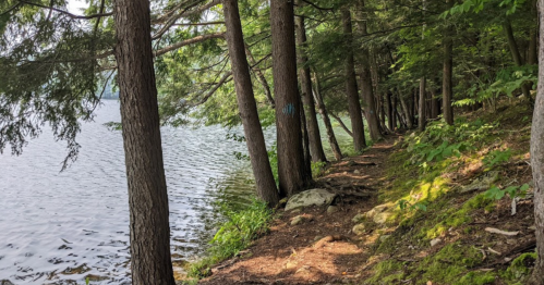 A serene lakeside path lined with tall trees and lush greenery, reflecting calm water on one side.