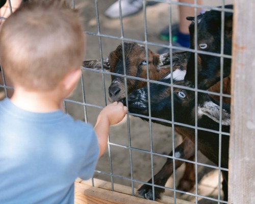 A child reaches through a fence to feed goats at a petting zoo.