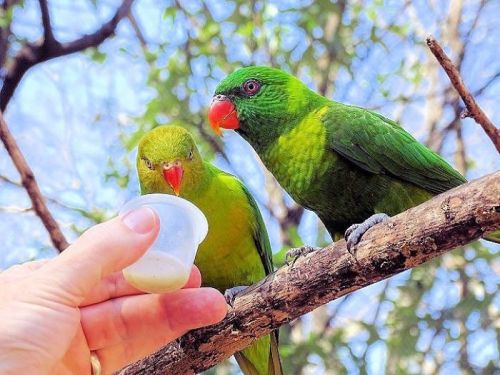 Two green parrots perched on a branch, one reaching for a small cup held by a hand.