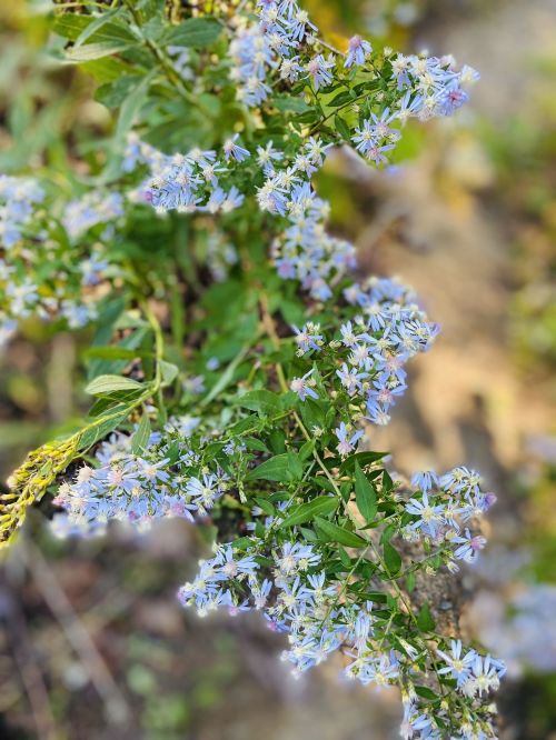 A close-up of delicate blue flowers with green leaves, growing in a natural setting.