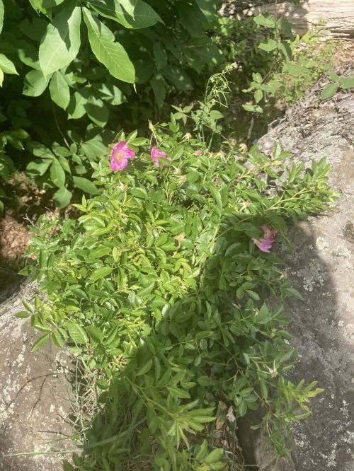 A cluster of pink flowers surrounded by green leaves, growing on a rocky surface in a natural setting.